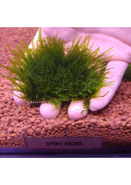 İthal Bitki Spiky Moss Tele Sarılı 5X5CM Yeni Sarım Canlı Bitki