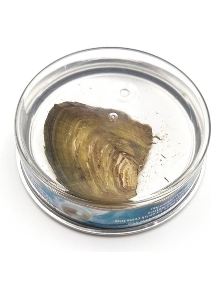 Istiridye Içi Vakumlu Gerçek Tatlısu Incisi Metal Kafes Kolye fırsatları
