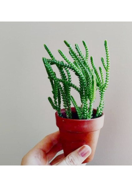Prenses Çamı Crassula Muscosa 90 Adet