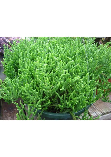 Prenses Çamı Crassula Muscosa 90 Adet