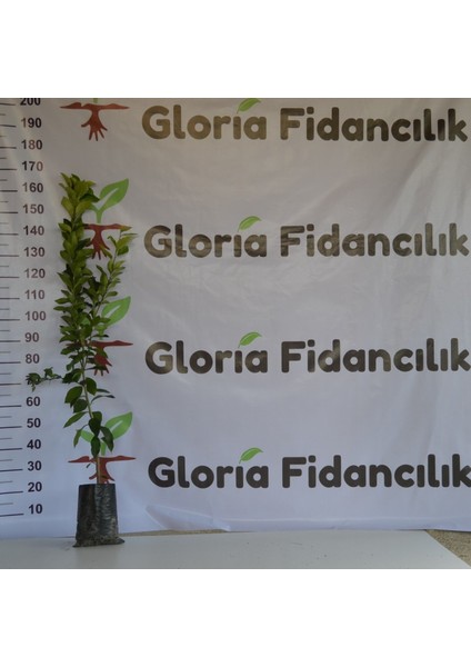 Tüplü Aşılı Mayer Limon Fidanı 2 Yaş (130-160 Cm) fiyatları