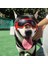 Köpek Gözlük Gözlükler Cosplay Parti Kostüm Göz Giyim Fotoğraf Sahne Kırmızı Iyilik (Yurt Dışından) 4