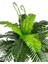 Yapay Çiçek Cycas Aşk Merdiveni Eğrelti Otu Sıkas Bitkisi 24 Yaprak 45X60 cm Yapay Bitki 4