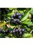 Kayseri Tüplü Alparonya (Aronia) Viking Chokeberry Fidanı 1 Yaş 1
