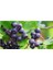 Kayseri Tüplü Alparonya (Aronia) Viking Chokeberry Fidanı 1 Yaş 2