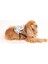 Köpek Sırt Çantası - Köpek Tasması Aparatlı - Patili Model 1