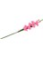 Canlı Gladiolus Çiçek Bitki Süs 80 cm Dekor Pembe (Yurt Dışından) 4