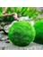 İthal Bitki Marimo Moss Ball 2-3cm Yosun Topu Canlı Bitki 2