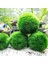 İthal Bitki Marimo Moss Ball 2-3cm Yosun Topu Canlı Bitki 3