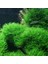 Taiwan Moss Cup Canlı Bitki 1