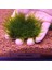 İthal Bitki Spiky Moss Tele Sarılı 5X5CM Yeni Sarım Canlı Bitki 1