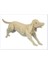 3D Ahşap Puzzle - Köpek 1