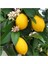 Tüplü Aşılı Mayer Limon Fidanı 2 Yaş (130-160 Cm) 1