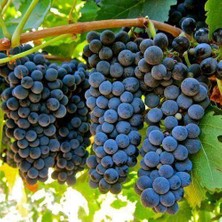 Peyzaj Yağmur Michele Palieri Üzüm(Asma-Bağ) Fidanı