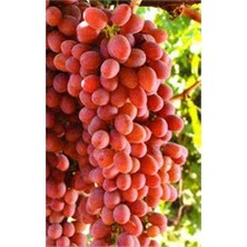 Peyzaj Yağmur Tüplü Fidan Crimson Seedles Üzüm Fidanı