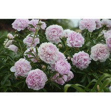 Peyzaj Yağmur Ağaç Şakayık Çiçeği Paeonia 40-50 cm