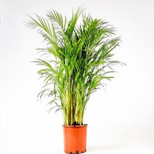 Tunç Botanik AREKA PALMİYESİ 170-180 cm - HEDİYELİK SALON OFİS BİTKİSİ
