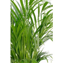 Tunç Botanik Areka Palmiyesi 100-120 cm 2 Adet - Hediyelik Salon Ofis Bitkisi