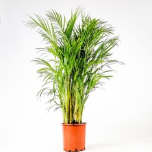 Tunç Botanik Areka Palmiyesi 70-80 cm 2 Adet - Hediyelik Salon Ofis Bitkisi