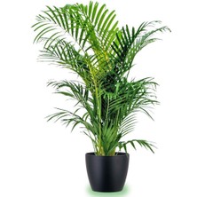 Tunç Botanik Areka Palmiyesi 70-80 cm 2 Adet - Hediyelik Salon Ofis Bitkisi