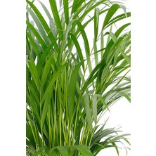 Fidan Burada Areka Palmiyesi Dypsis Lutescens 40-50cm