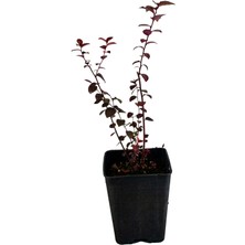 Grow Botanik Yaban Mersini - Blueberry (Bluegold) Meyve Fidanı - 1 Yaş
