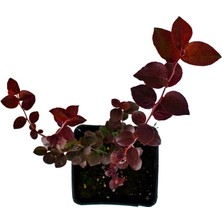 Grow Botanik Yaban Mersini - Blueberry (Bluegold) Meyve Fidanı - 1 Yaş