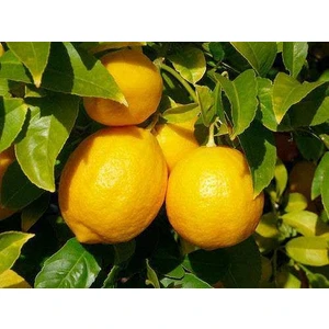 Peyzaj Yağmur Mayer Limon Fidanı