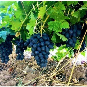 Peyzaj Yağmur Tüplü Fidan Antep Karası (Horoz Karası) Üzüm Fidanı