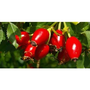 Peyzaj Yağmur Dikensiz Yediveren Kuşburnu Fidanı