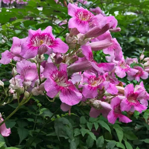 Peyzaj Yağmur Tüplü Pembe Acem Borusu Sarmaşığı Fidanı