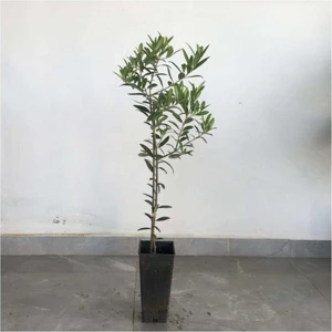 Peyzaj Yağmur 10 Adet Saksıl Tam  Bodur Arbequina Zeytin Fidanı 1 Yaş - 40-60 cm Boy