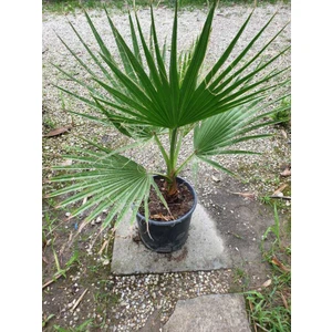 Peyzaj Yağmur Tropikal Palmiye Ağacı Fidanı 30-50 cm