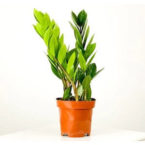 Fidan Burada Zamia Bitkisi - Zamioculcas Zamiifolia 30-40cm