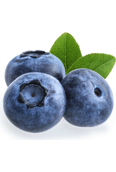 Grow Botanik Yaban Mersini - Blueberry (Bluegold) Meyve Fidanı - 1 Yaş
