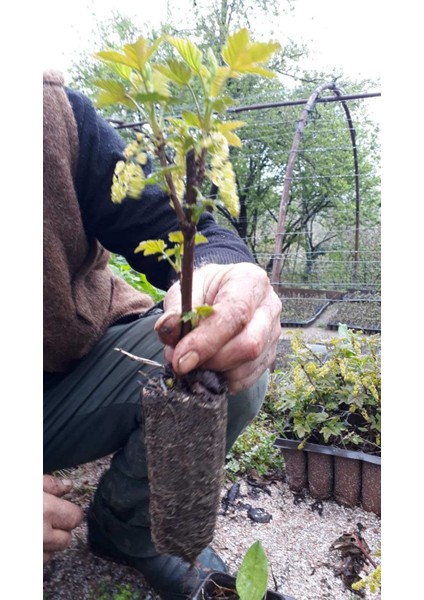 Tüplü Fidan Kırmızı Frenk Üzümü fiyatları