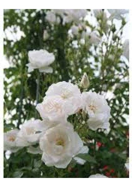 Tüplü Beyaz Sarmaşık Yediveren Gül Fidanı