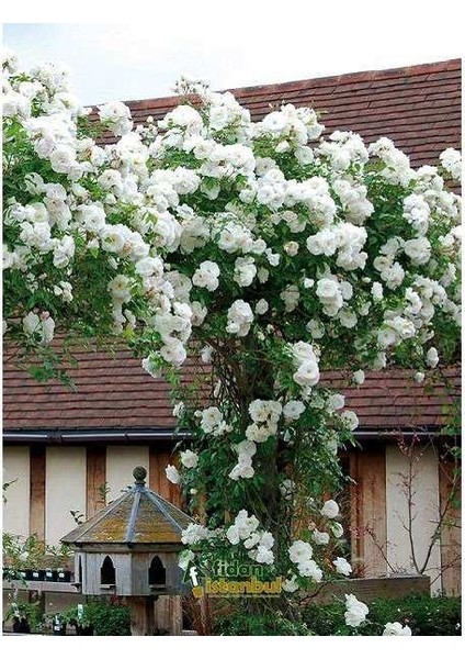 Tüplü Beyaz Sarmaşık Yediveren Gül Fidanı fiyatları