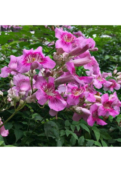 Tüplü Pembe Acem Borusu Sarmaşığı Fidanı