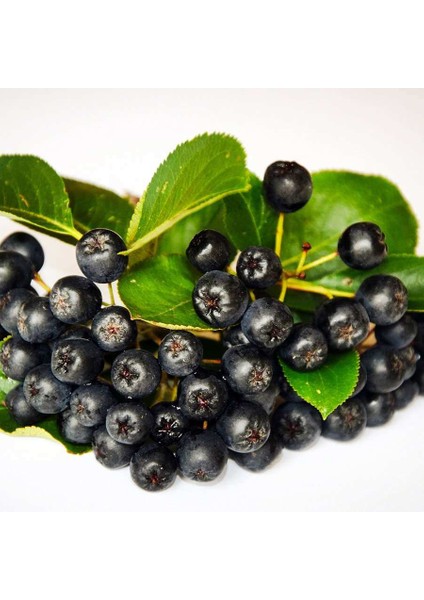 2 Adet Tüplü Rus Yaban Mersini Nero Aronya Bery Fidanı