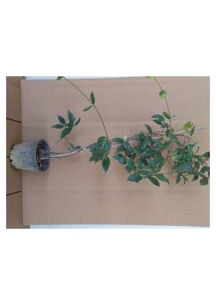 2 Adet Arap Yasemini Fidanı