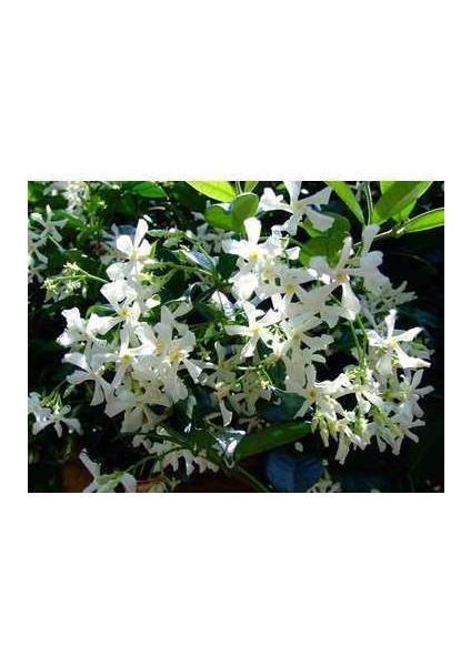 2 Adet Arap Yasemini Fidanı fiyatları