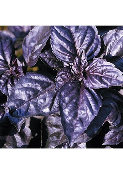 Reyhan Mor Fesleğen TOHUMU(100 Tohum) fiyatları