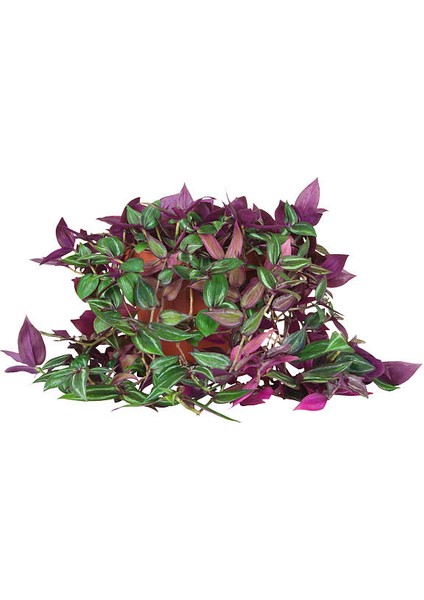 Telgraf Çiçeği 2 Adet - Hediyelik Ev Ofis Bitkisi fiyatları