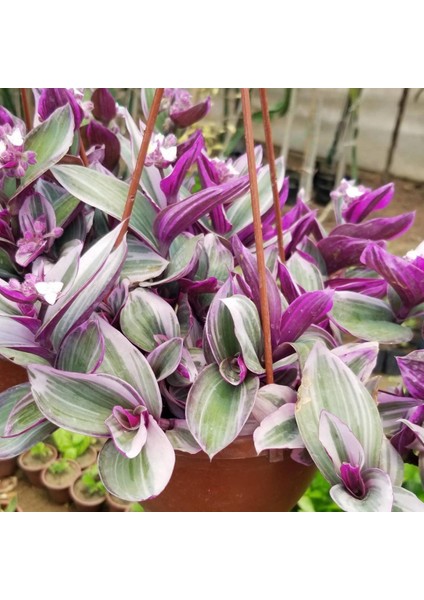 Telgraf Çiçeği 2 Adet - Hediyelik Ev Ofis Bitkisi modelleri