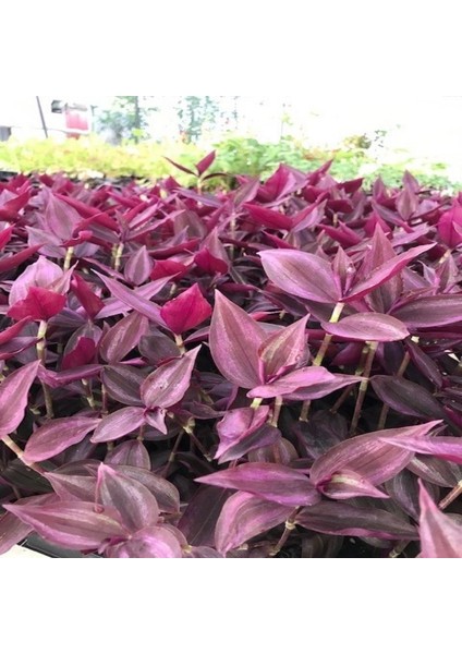 Telgraf Çiçeği 2 Adet - Hediyelik Ev Ofis Bitkisi fırsatları