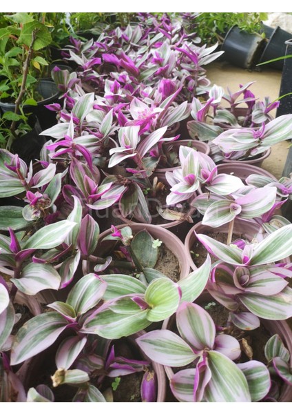 Telgraf Çiçeği 2 Adet - Hediyelik Ev Ofis Bitkisi indirimleri