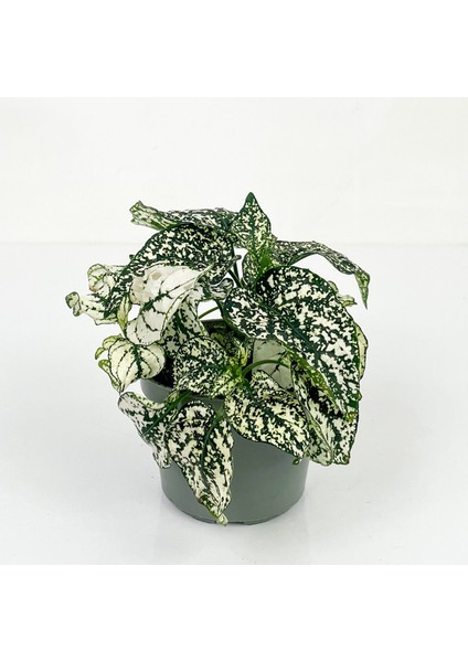 Hypoestes Phyllostachya Beyaz Hostes Çiçeği