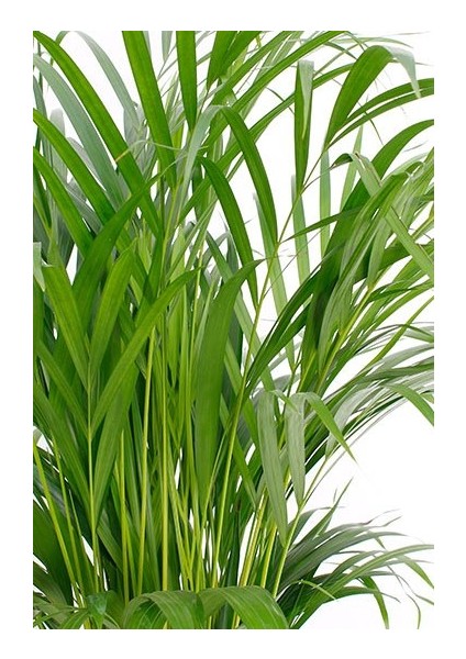 Fidan Burada Areka Palmiyesi Dypsis Lutescens 40-50cm