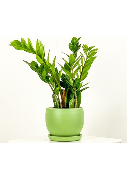 Zamia Zamioculcas Curvy Mint Yeşili Saksılı
